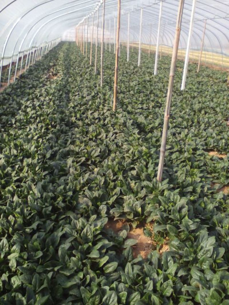 大叶菠菜15~20厘米