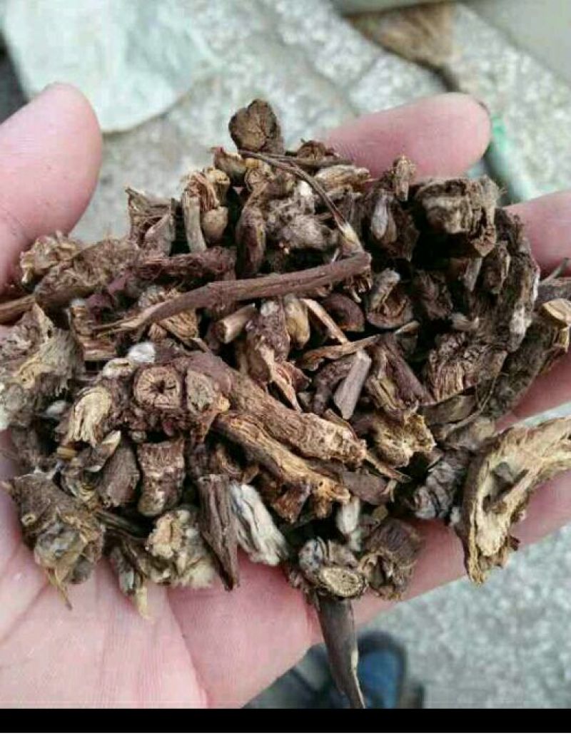 白头翁