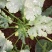法拉利西葫芦0.6斤以上