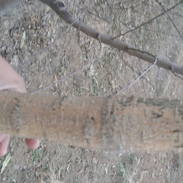 国槐6~8cm4~6cm3米以上