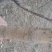 国槐6~8cm4~6cm3米以上