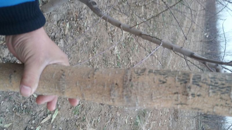 国槐6~8cm4~6cm3米以上