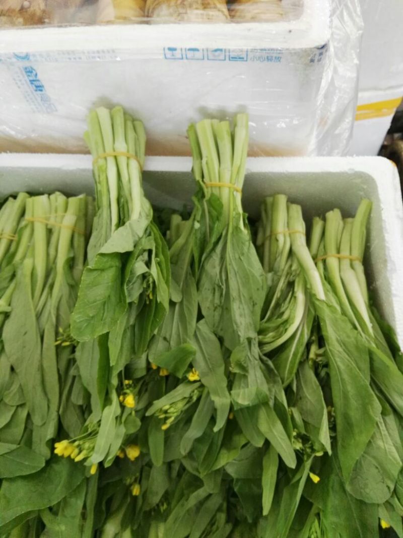 白菜苔20~30厘米