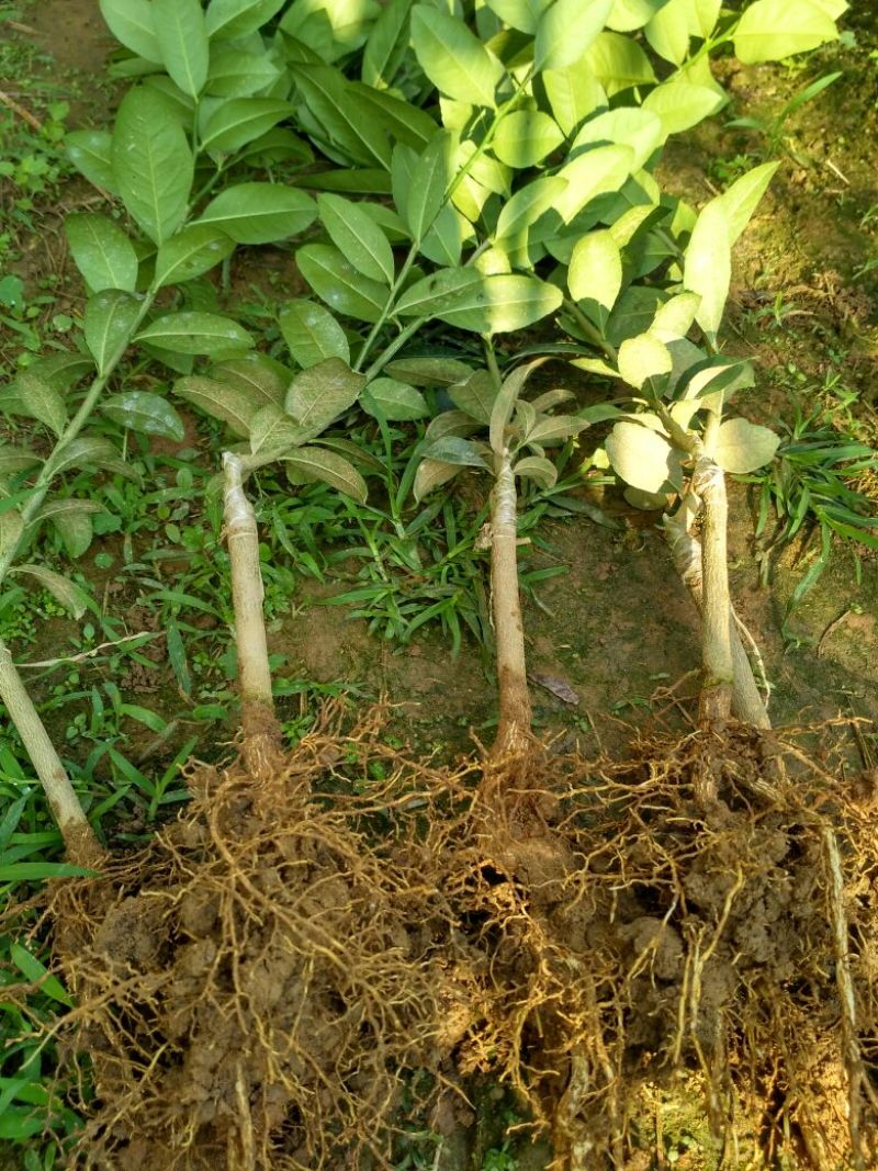 广东香水柠檬树苗品种纯正成活率高。高度30~50cm