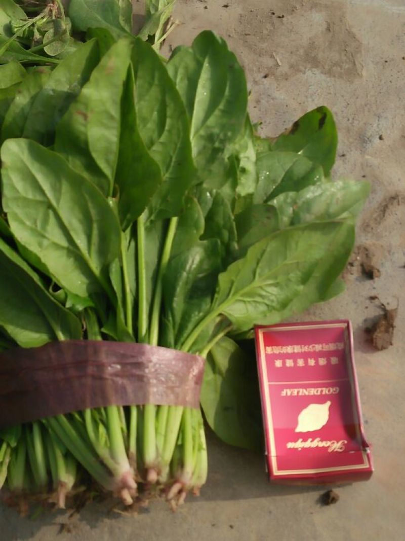 大叶菠菜15~20厘米