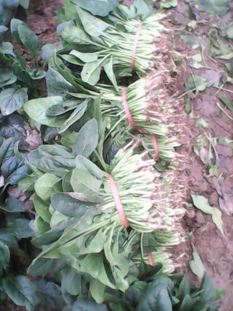 名门菠菜