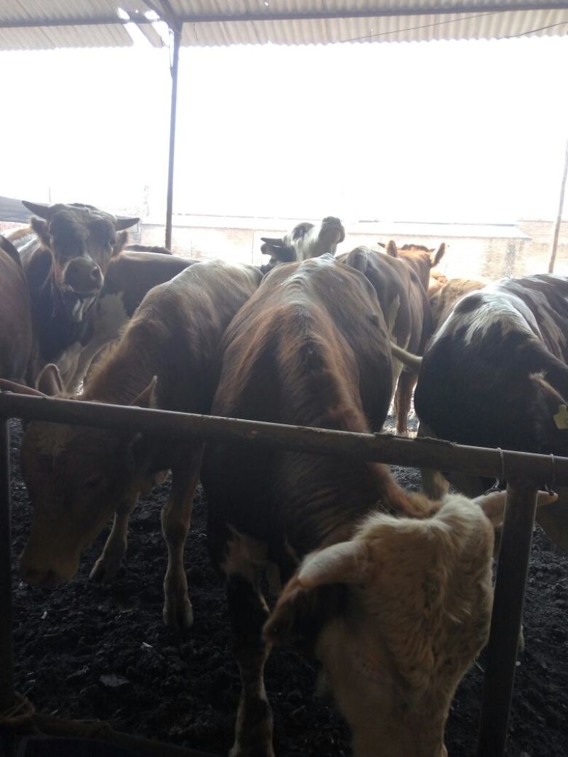 优质南阳肉牛犊200~300斤