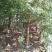银杏实生树四川苍溪县