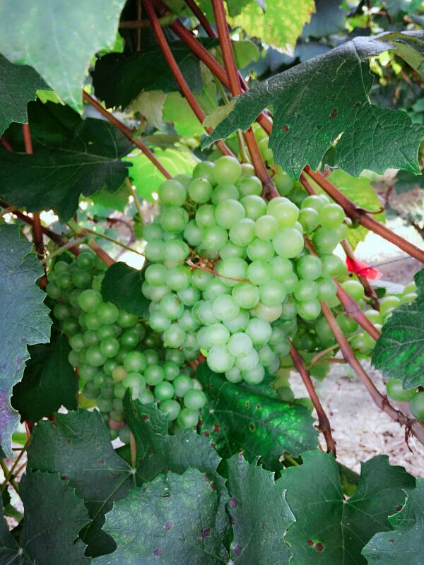 贵州黔南州独山县水晶葡萄 0.8~1斤 5%以下批