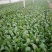 越冬菠菜25~30厘米
