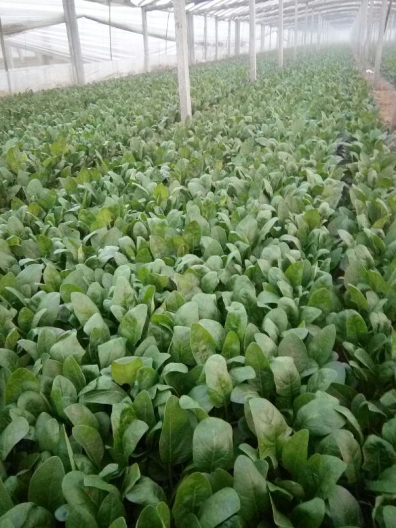 越冬菠菜25~30厘米
