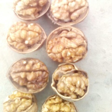 新疆核桃