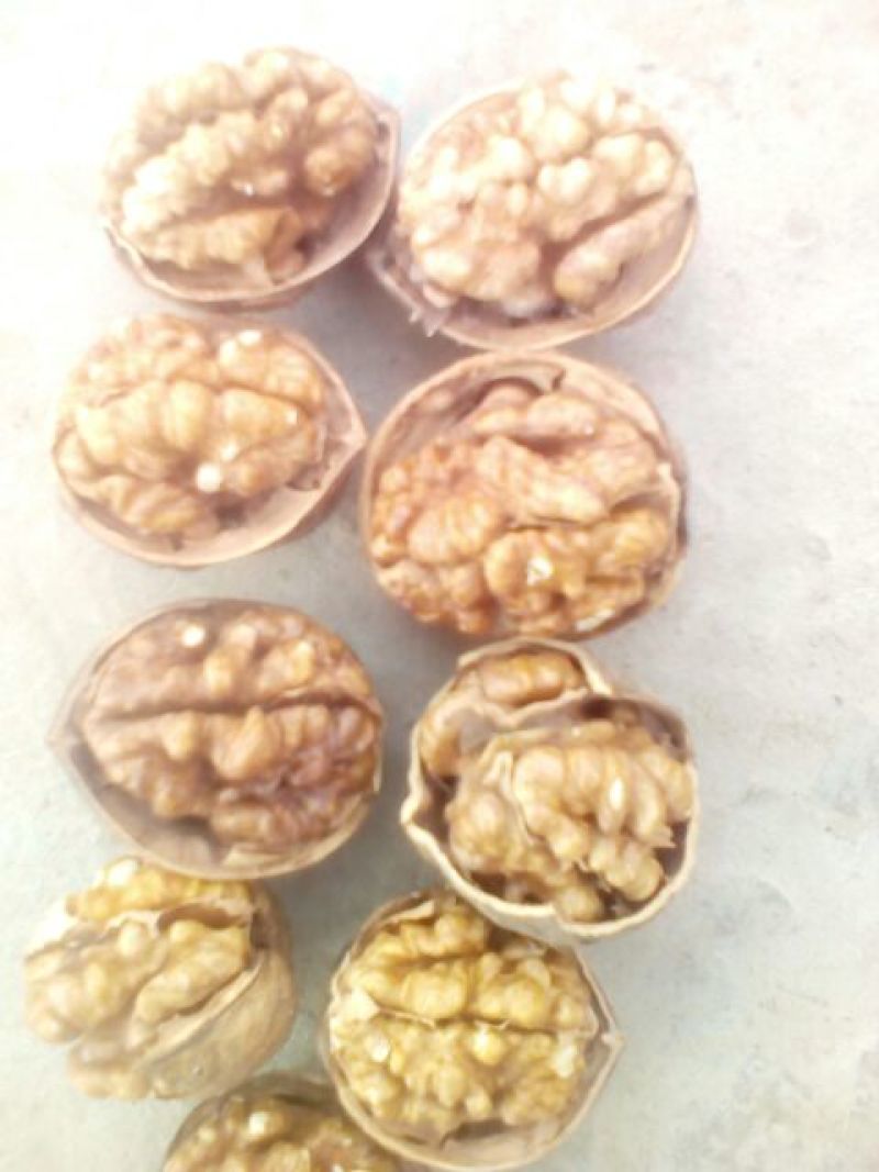 新疆核桃