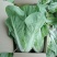 快菜25到30cm以上全年供应大棚菜大中小颗都有