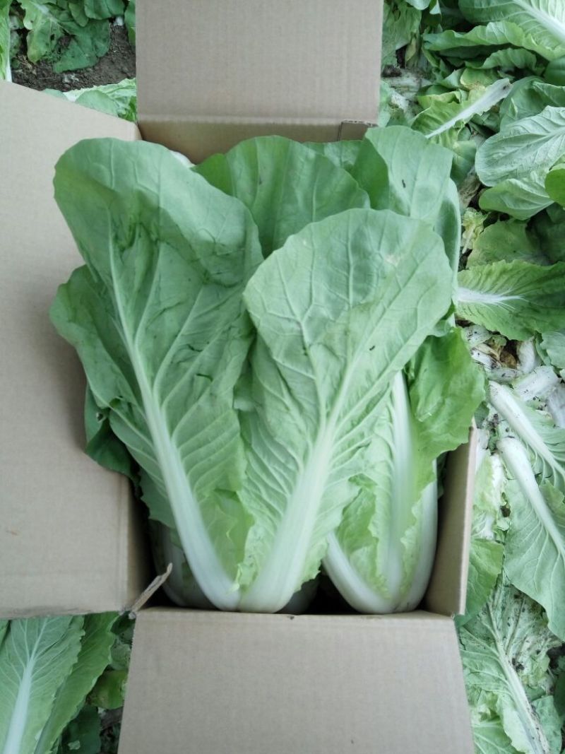 快菜25到30cm以上全年供应大棚菜大中小颗都有