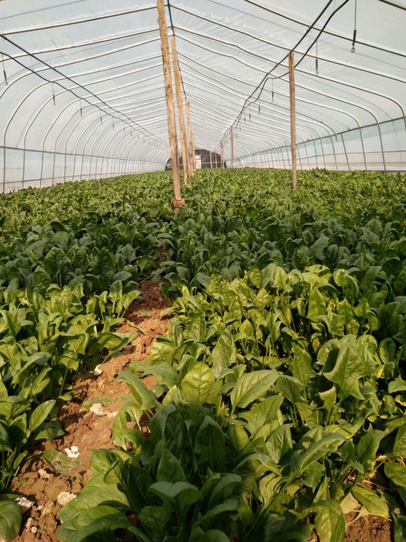 越冬菠菜25~30厘米