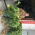 默科特果苗80~120cm