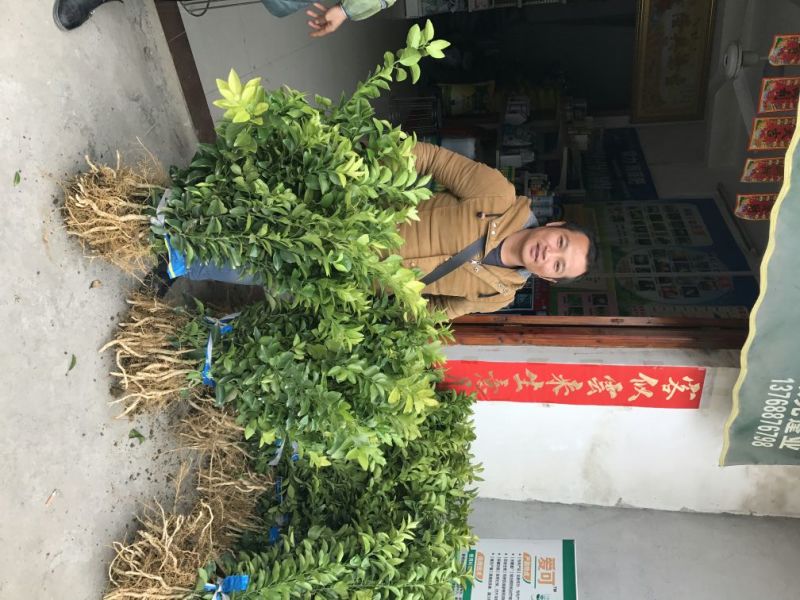 默科特果苗80~120cm