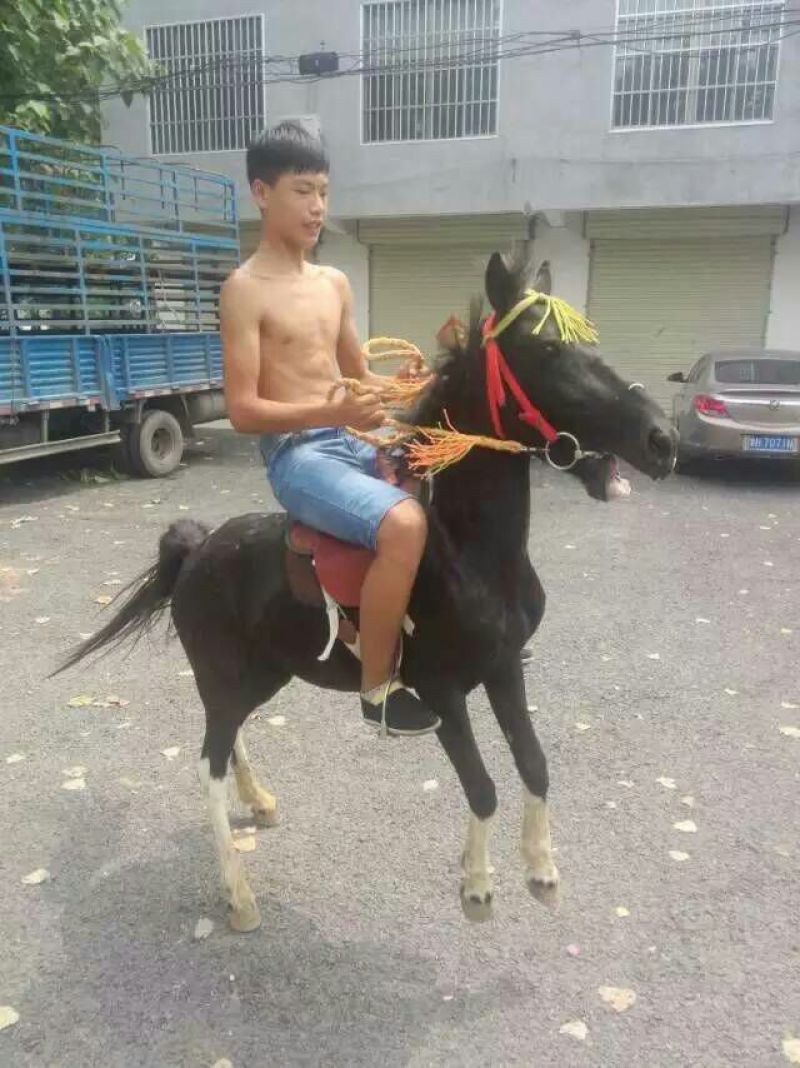 矮马