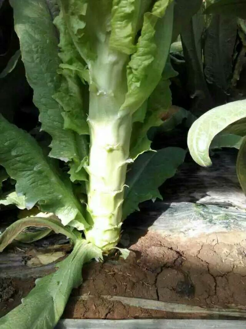 三青莴笋精品莴笋大量上市