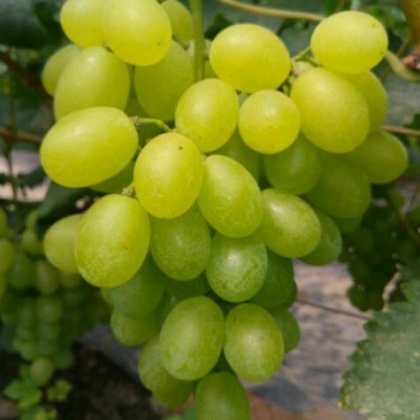 河北邢台市广宗县维多利亚葡萄 1~2斤 5%以下