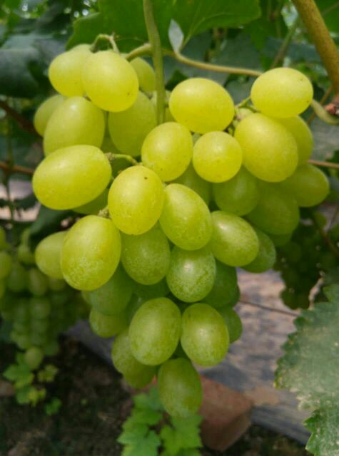 河北邢台市广宗县维多利亚葡萄 1~2斤 5%以下