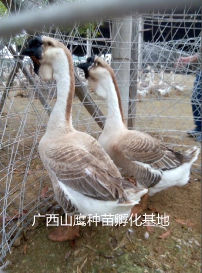 狮头鹅苗