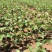 苹果树苗80cm以上