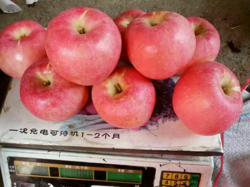 山东红富士苹果纸袋高山脆甜苹果全红片红产地直供