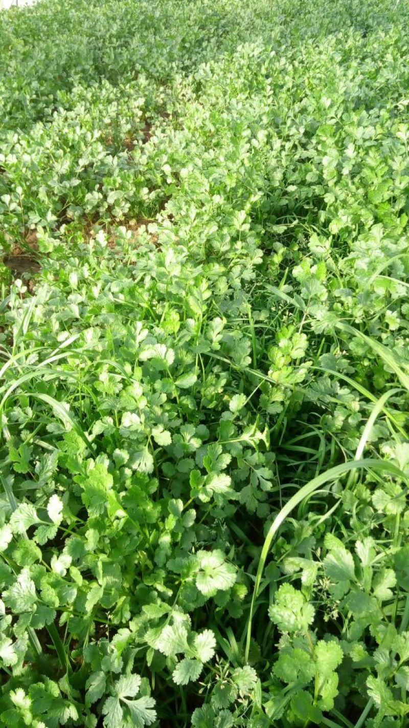 黑叶菠菜15~20厘米