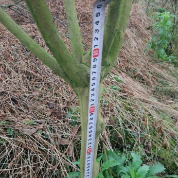 百日红4~6cm1.5~2米1米以下