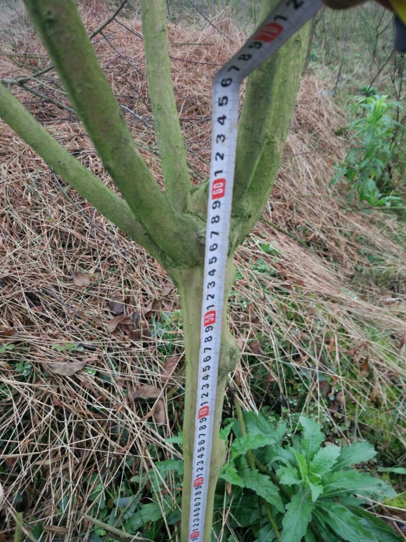 百日红4~6cm1.5~2米1米以下