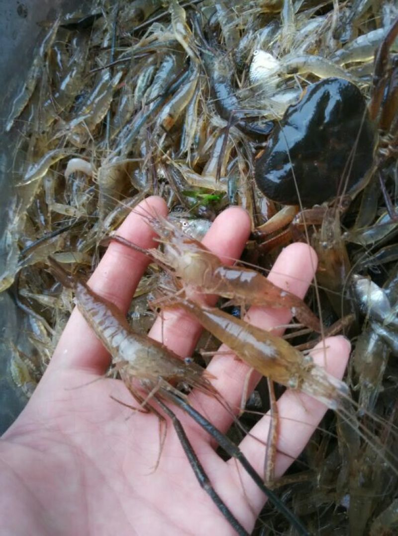 河虾活虾26~30只/kg