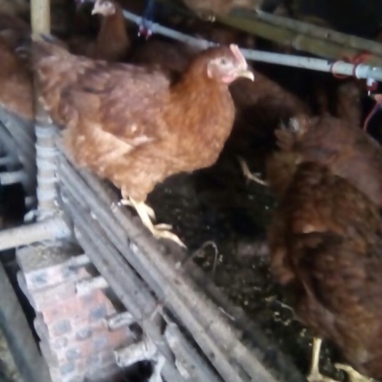 重庆巴南区走地鸡 肉鸡 4~5斤批发_王良平供应