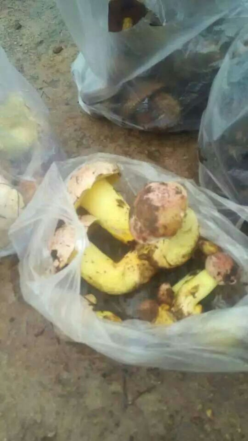 野生菌一级