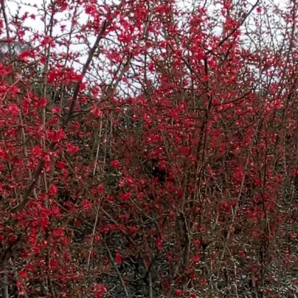 黄金桂花树四川成都郫县_批发_供应-一亩田农
