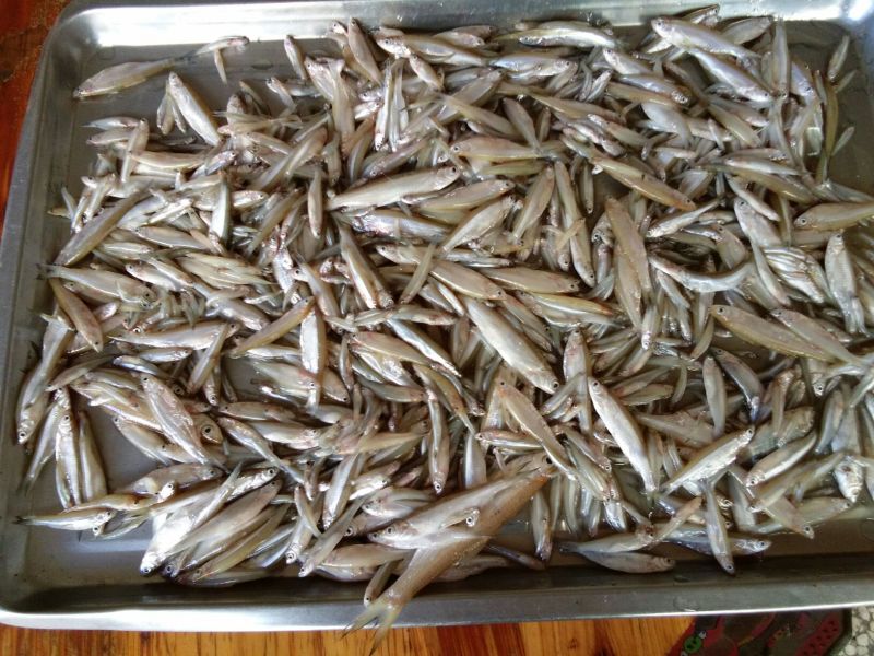 小白鱼