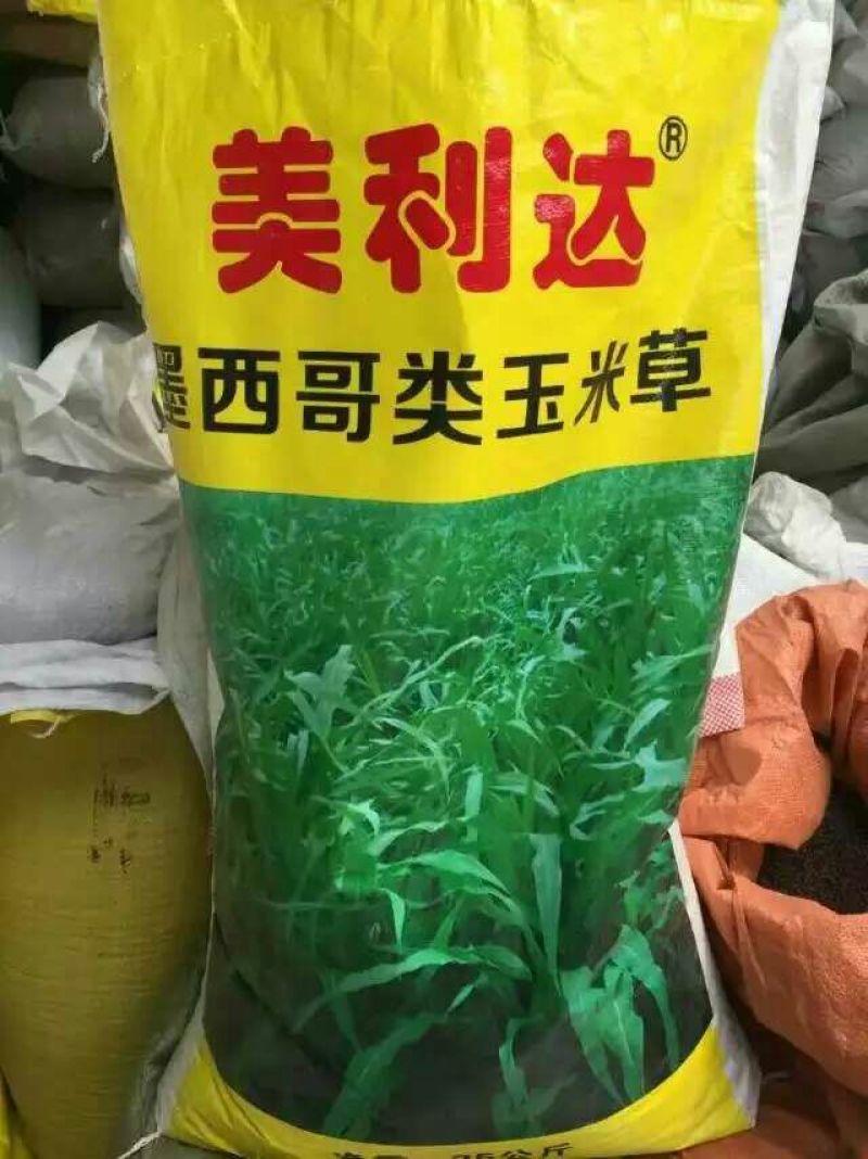 牧草种子95%以上品种优质粒粒精选欢迎来电咨询