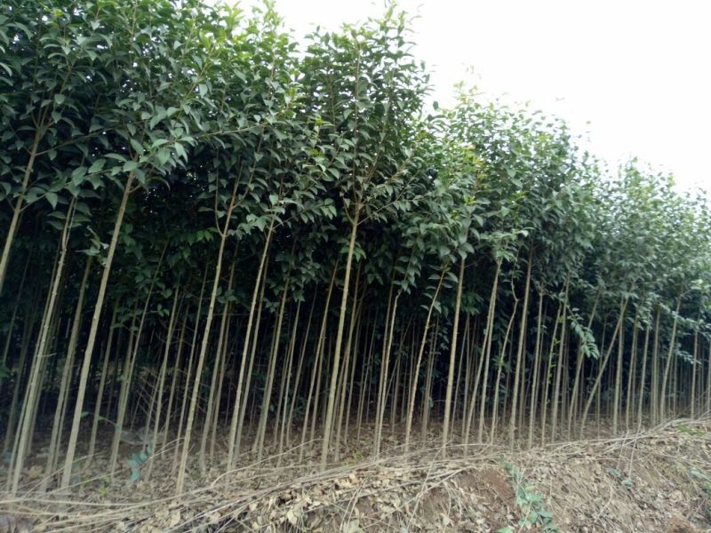 大叶女贞4cm以下