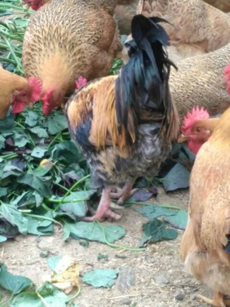 绿壳鸡蛋食用50g以下