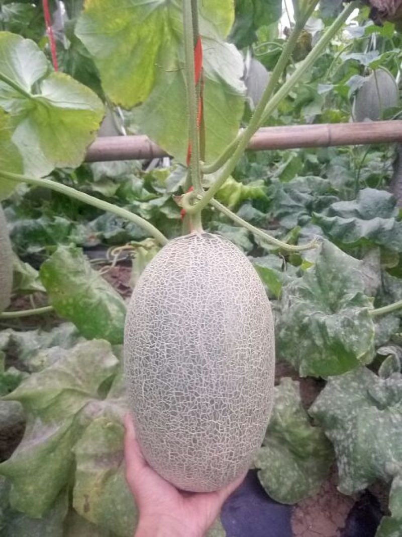 西州蜜瓜5斤以上长圆形