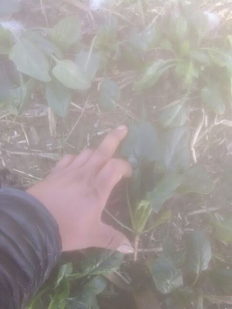 小叶菠菜15~20厘米