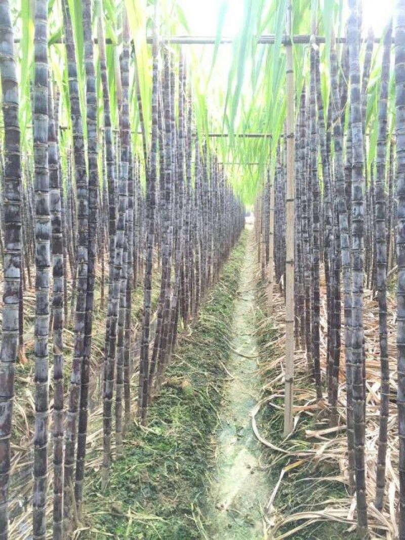 广西博白特产大量现货甘蔗果蔗5~6cm2~2.5米