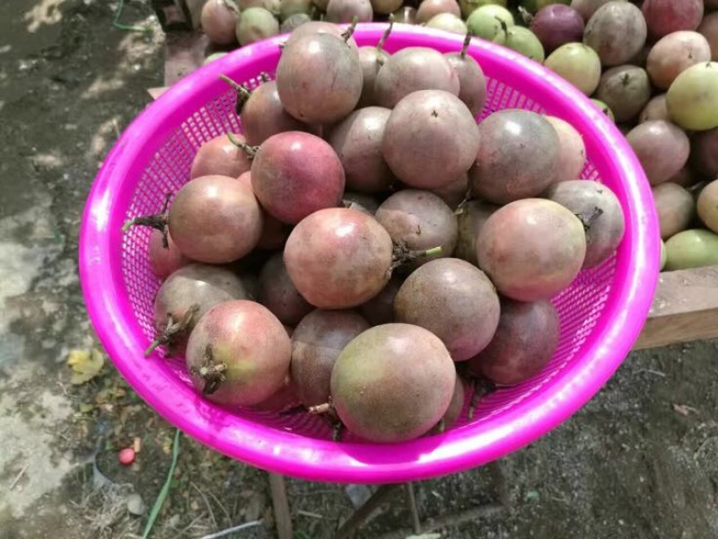百香果