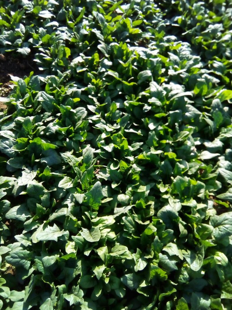 越冬菠菜15~20厘米