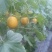 九红瑞香瓜3月份大量上市