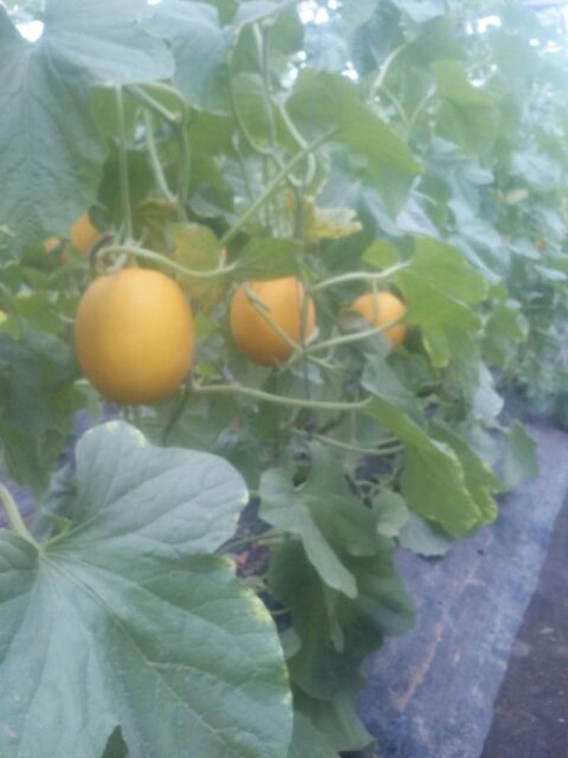 九红瑞香瓜3月份大量上市
