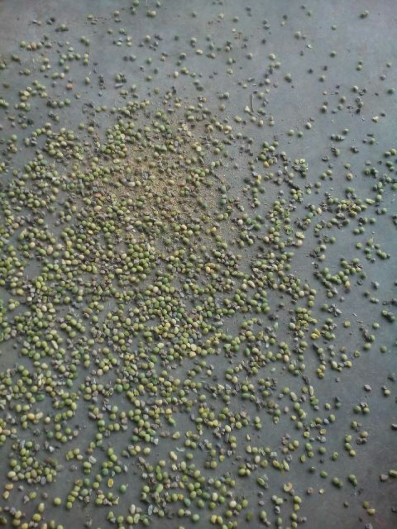 新鲜青豆颗粒饱满产地直供量大价优质量保证