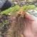 红颜草莓苗10~20cm