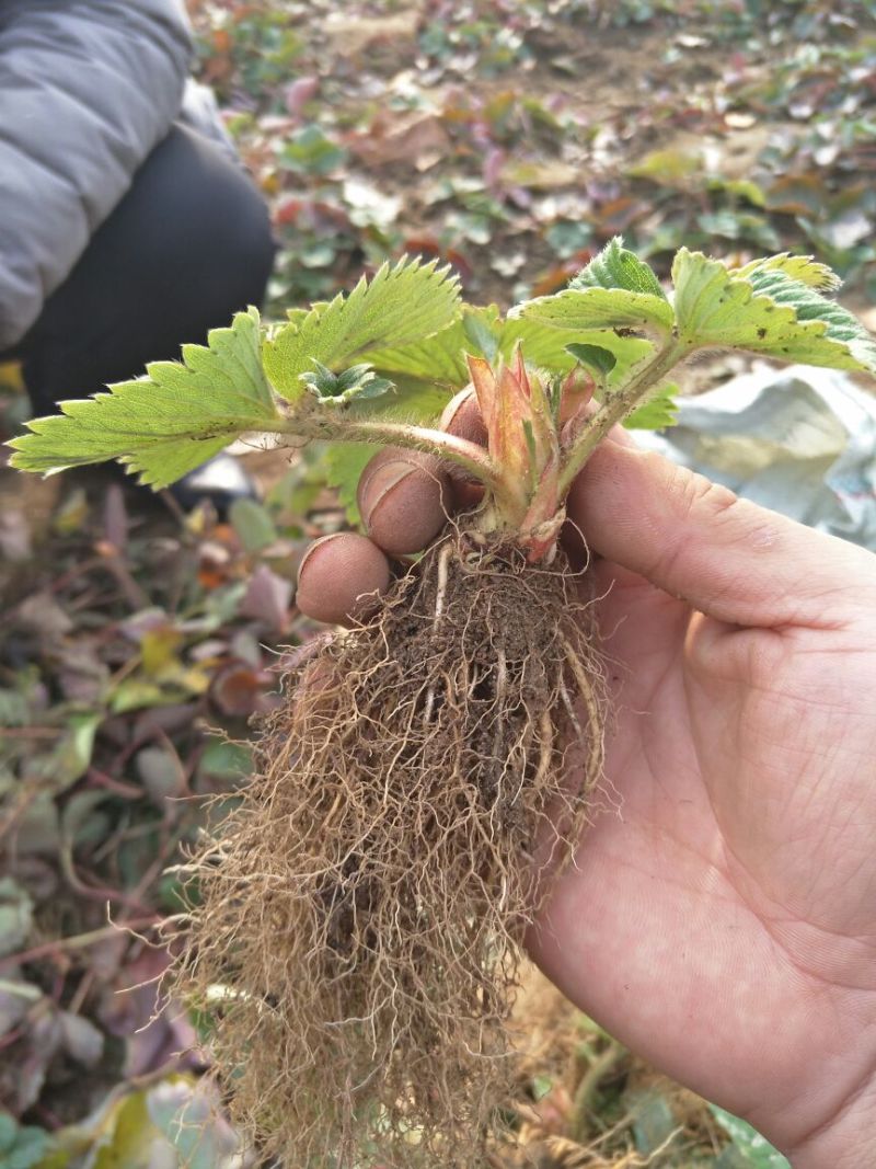 红颜草莓苗10~20cm